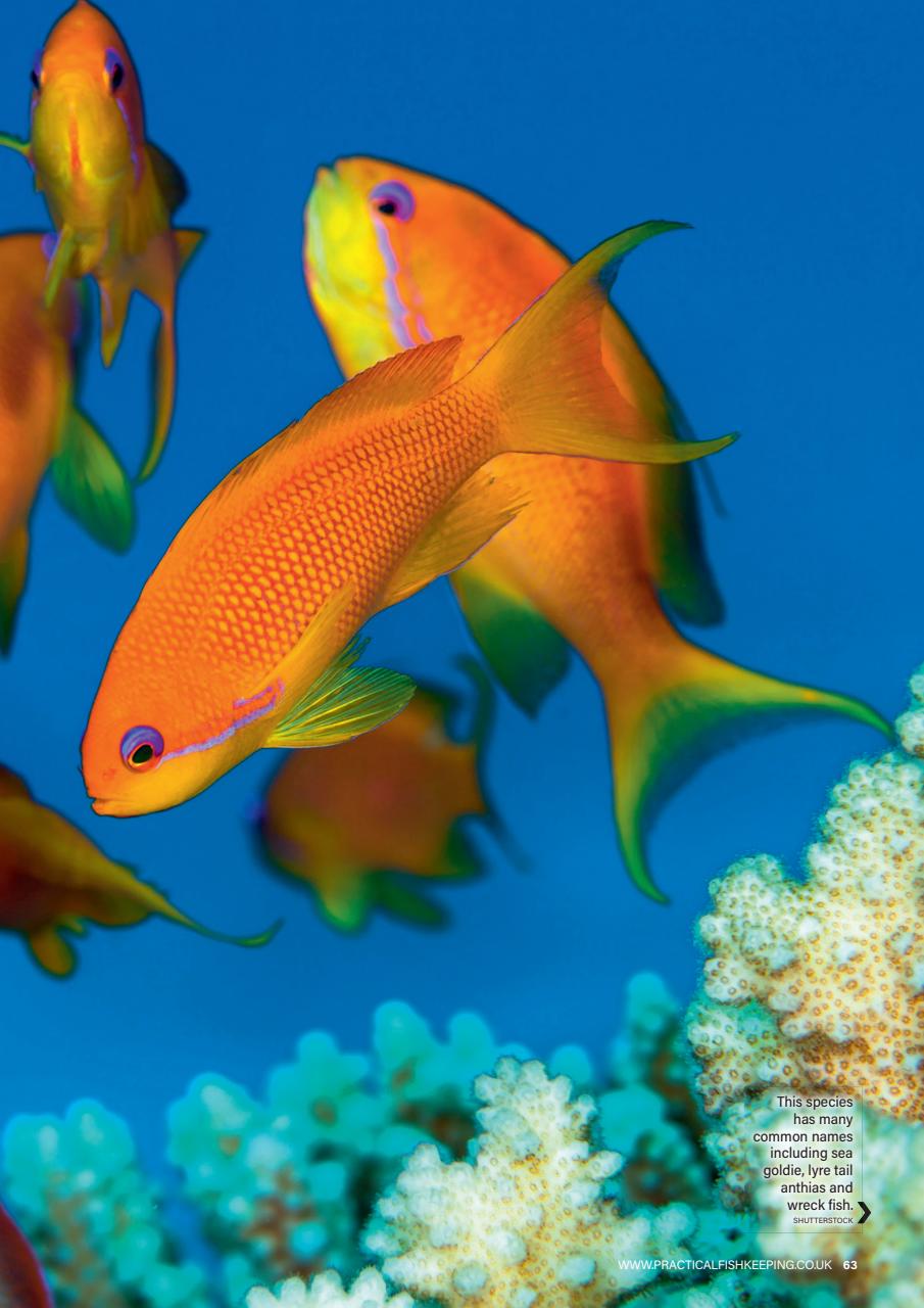 Practical Fishkeeping Preview Pages