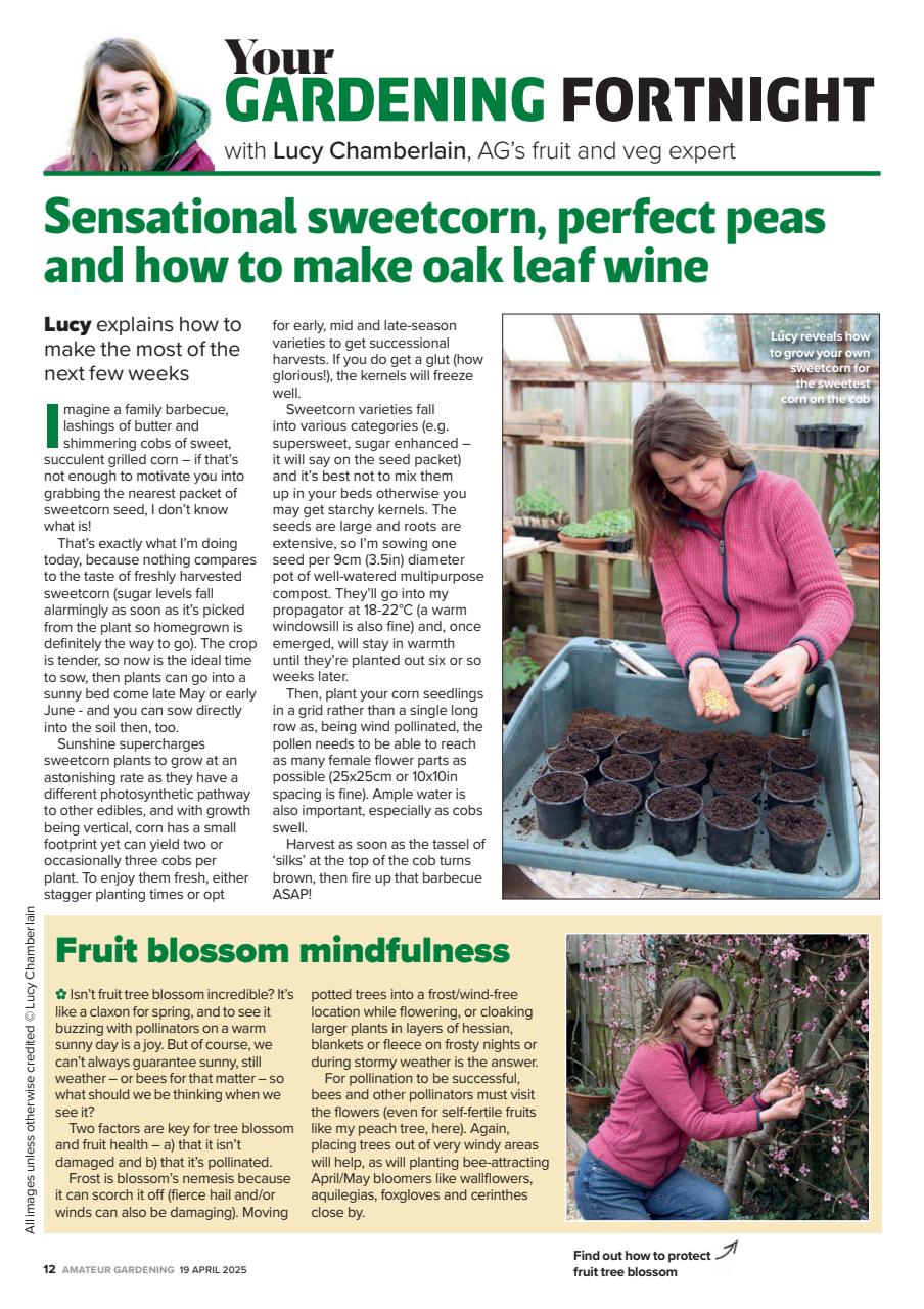 Amateur Gardening Preview Pages