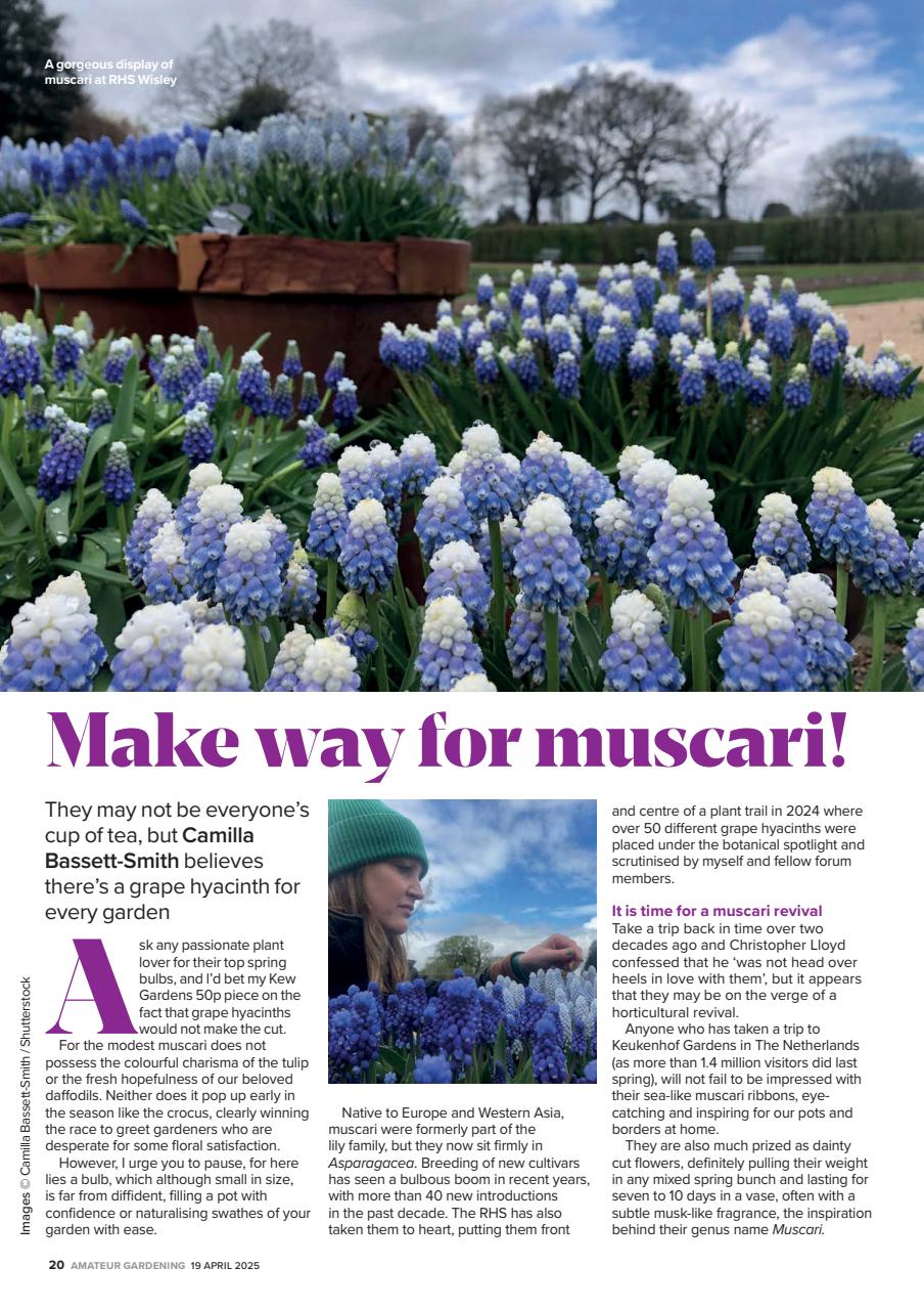 Amateur Gardening Preview Pages