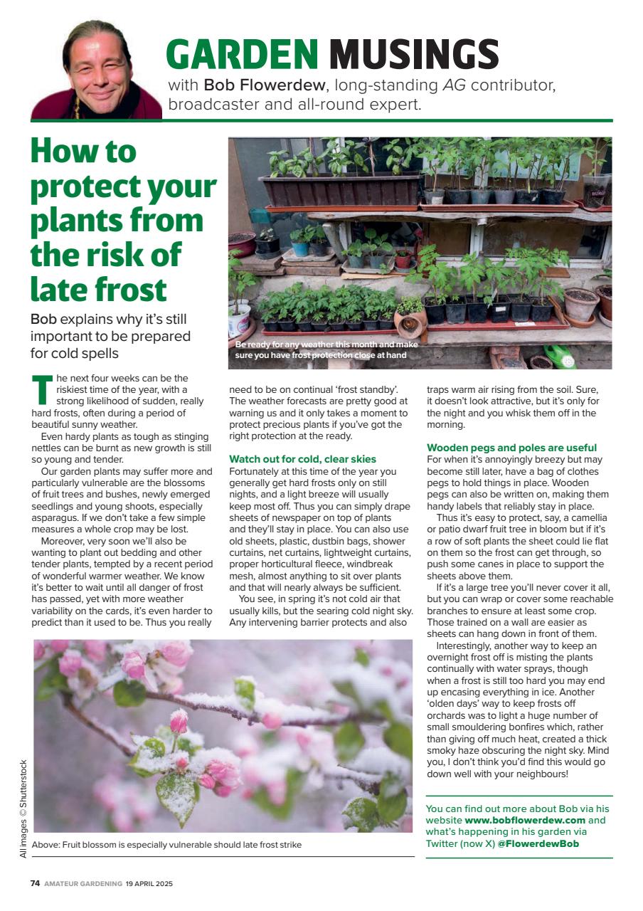 Amateur Gardening Preview Pages