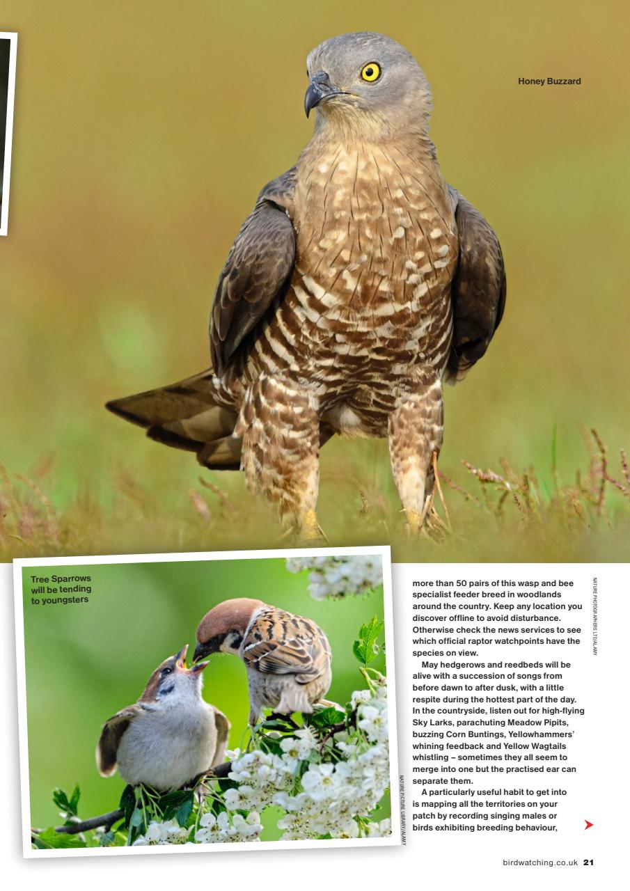 Bird Watching Preview Pages