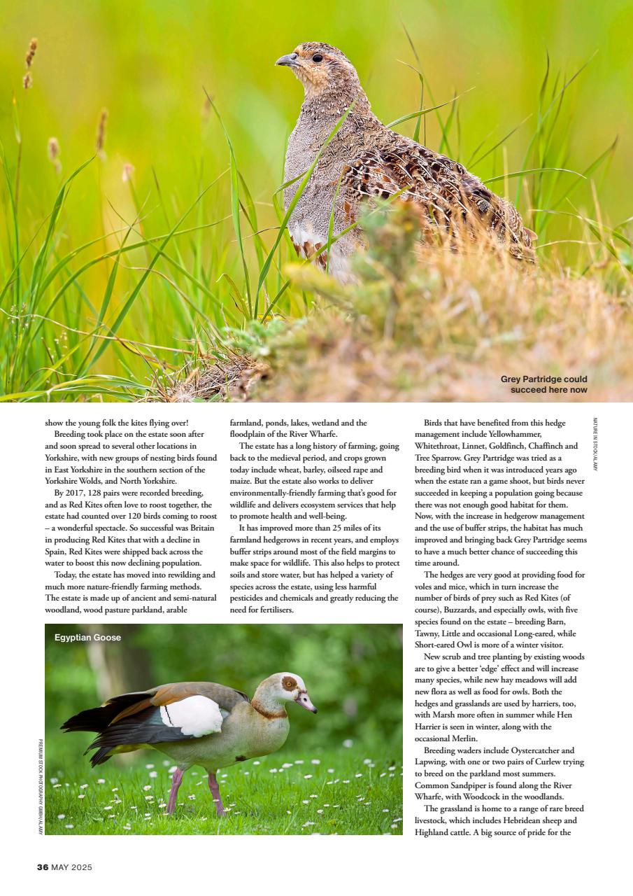 Bird Watching Preview Pages