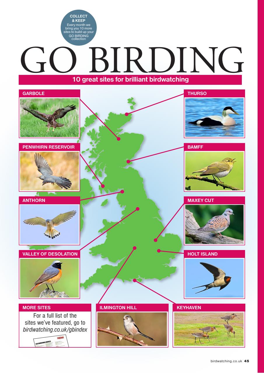 Bird Watching Preview Pages