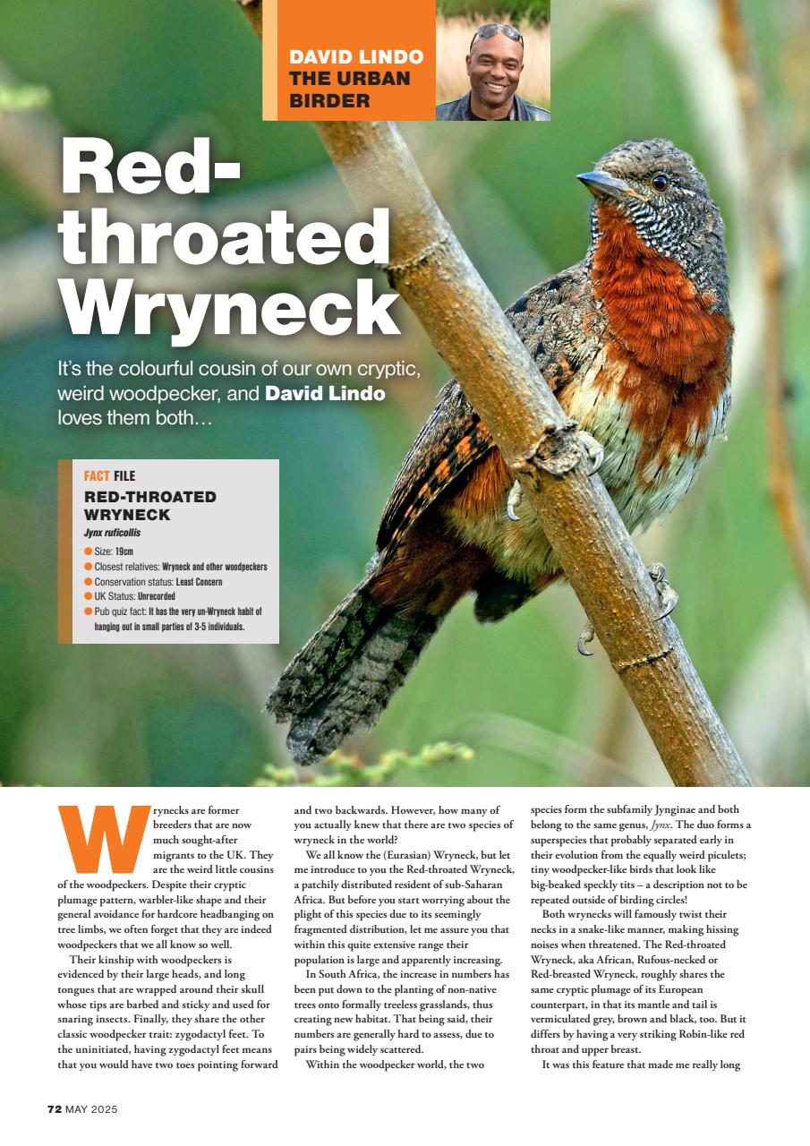 Bird Watching Preview Pages