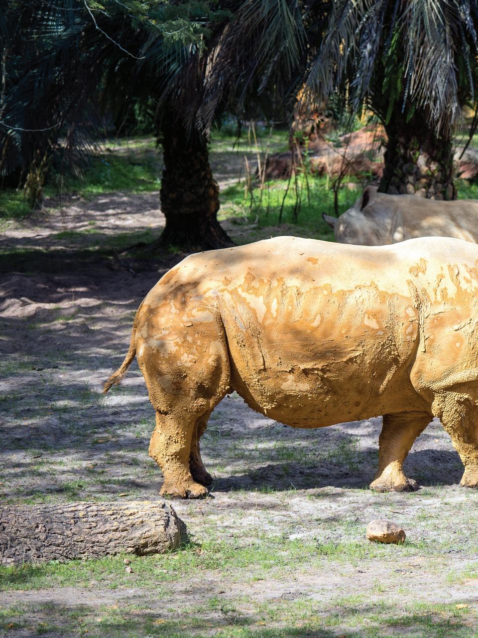 WDW Magazine Preview Pages