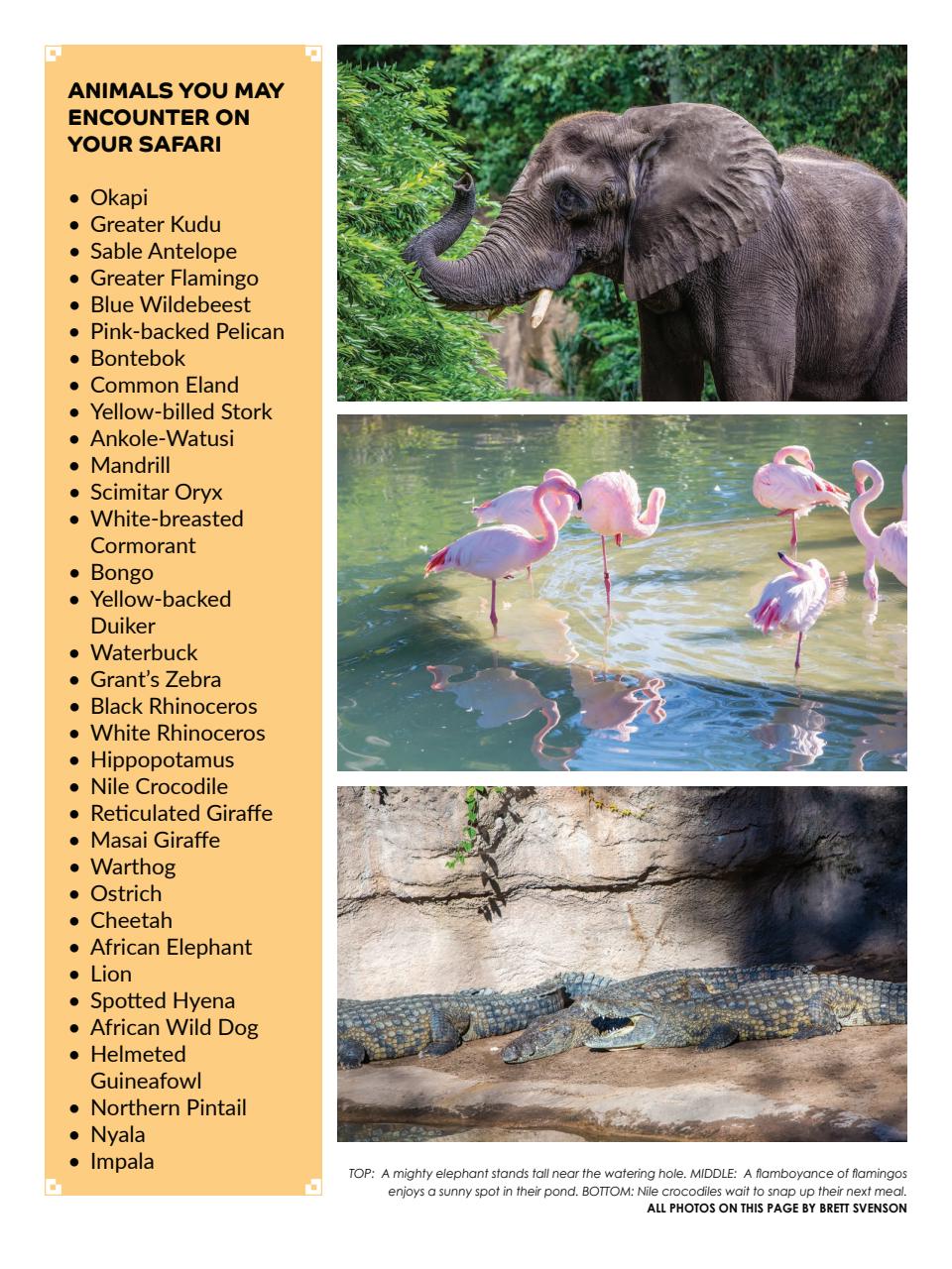 WDW Magazine Preview Pages