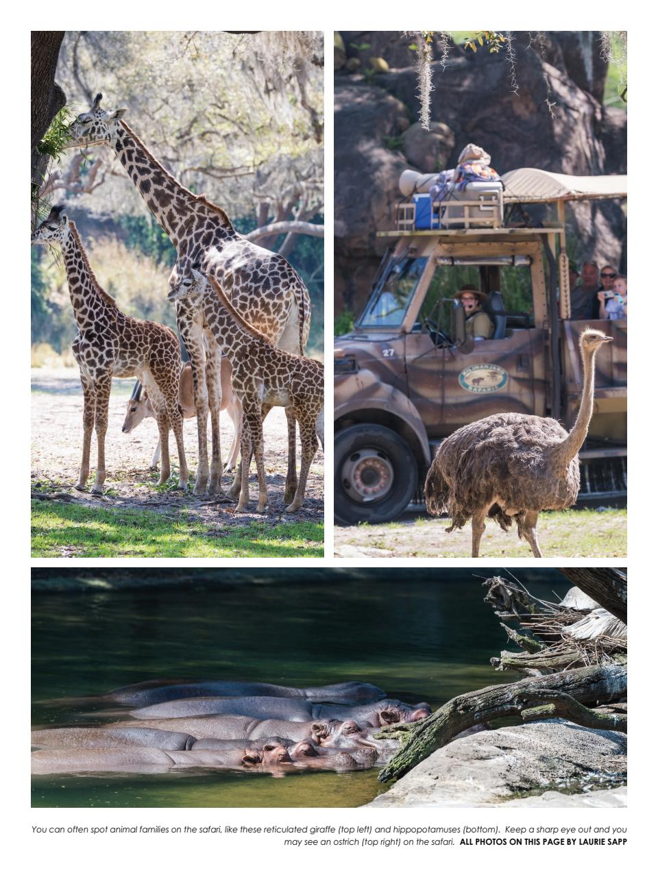 WDW Magazine Preview Pages