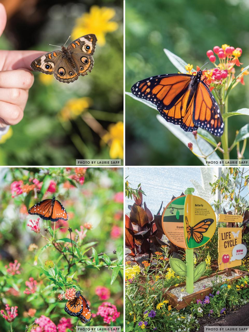 WDW Magazine Preview Pages