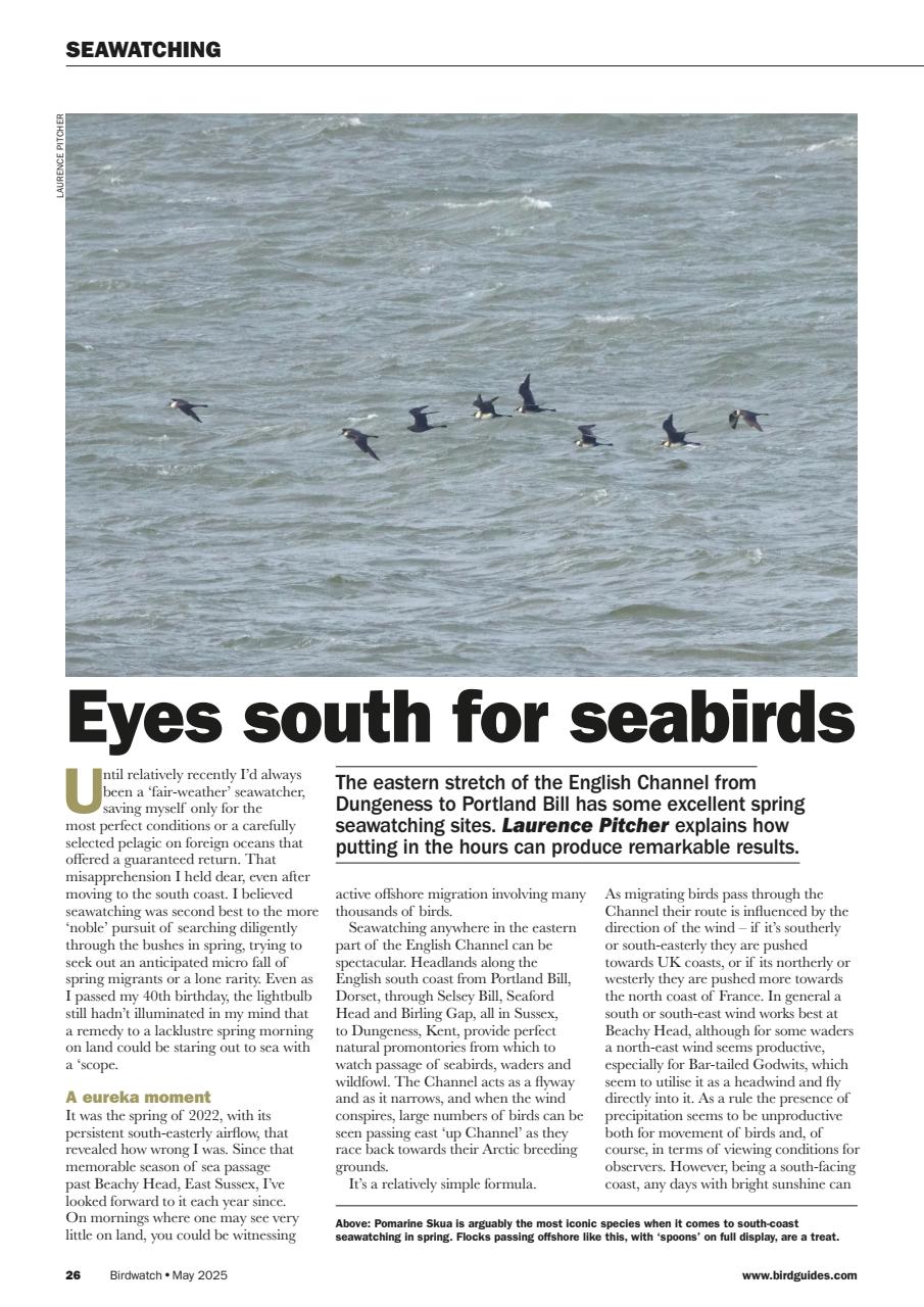 Birdwatch Magazine Preview Pages