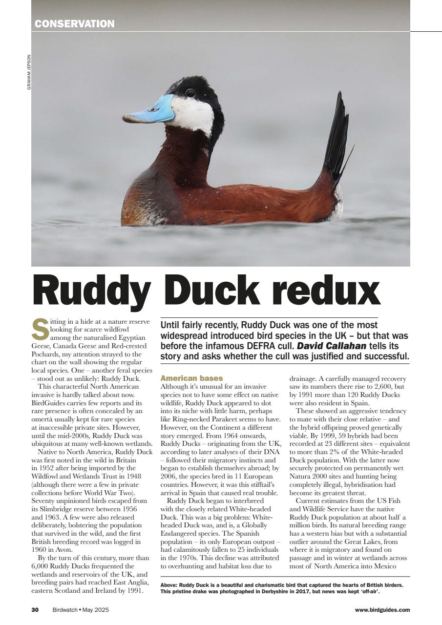Birdwatch Magazine Preview Pages