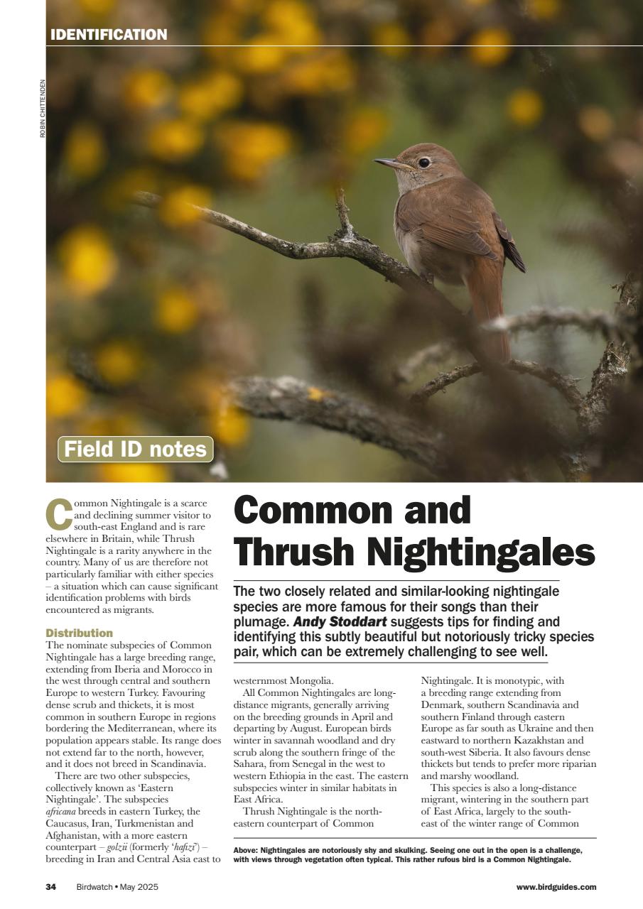 Birdwatch Magazine Preview Pages
