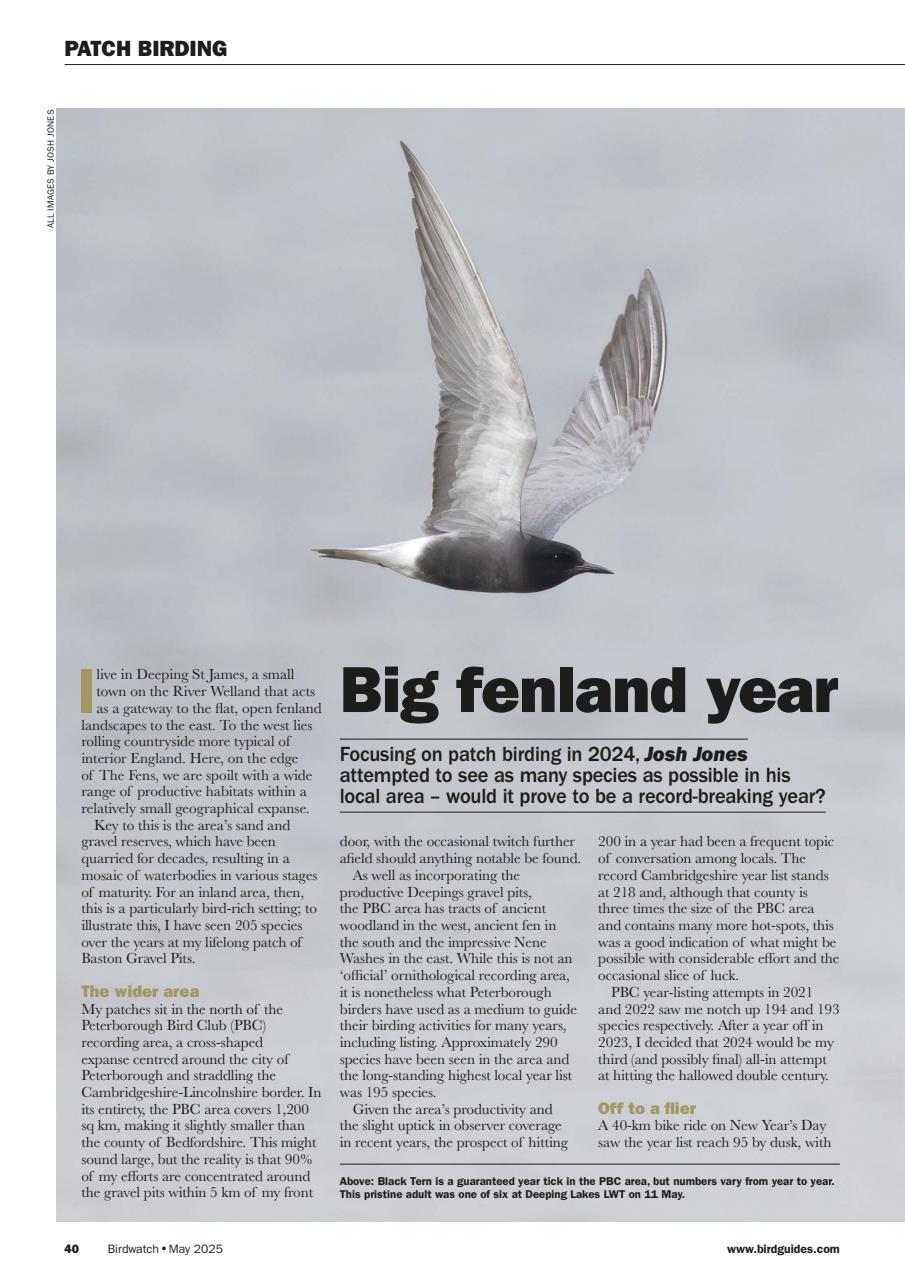 Birdwatch Magazine Preview Pages