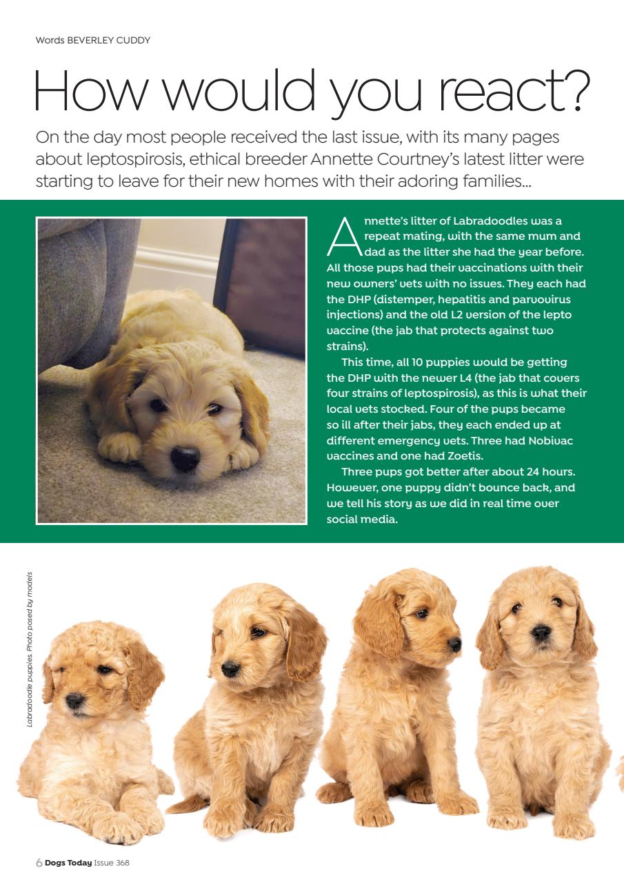 Dogs Today Magazine Preview Pages