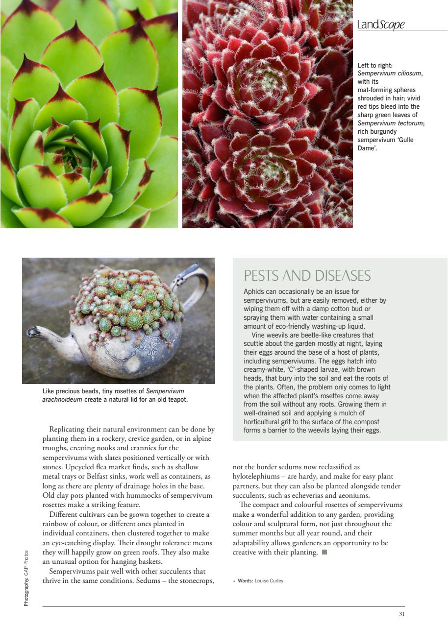 LandScape Preview Pages