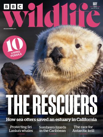 BBC Wildlife Magazine issue May 2025