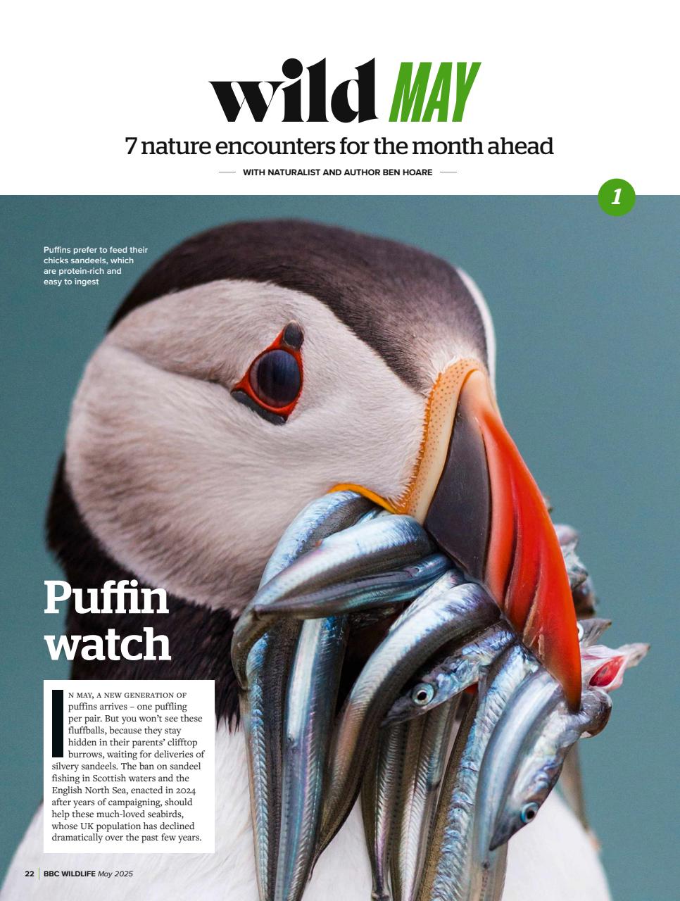 BBC Wildlife Magazine Preview Pages