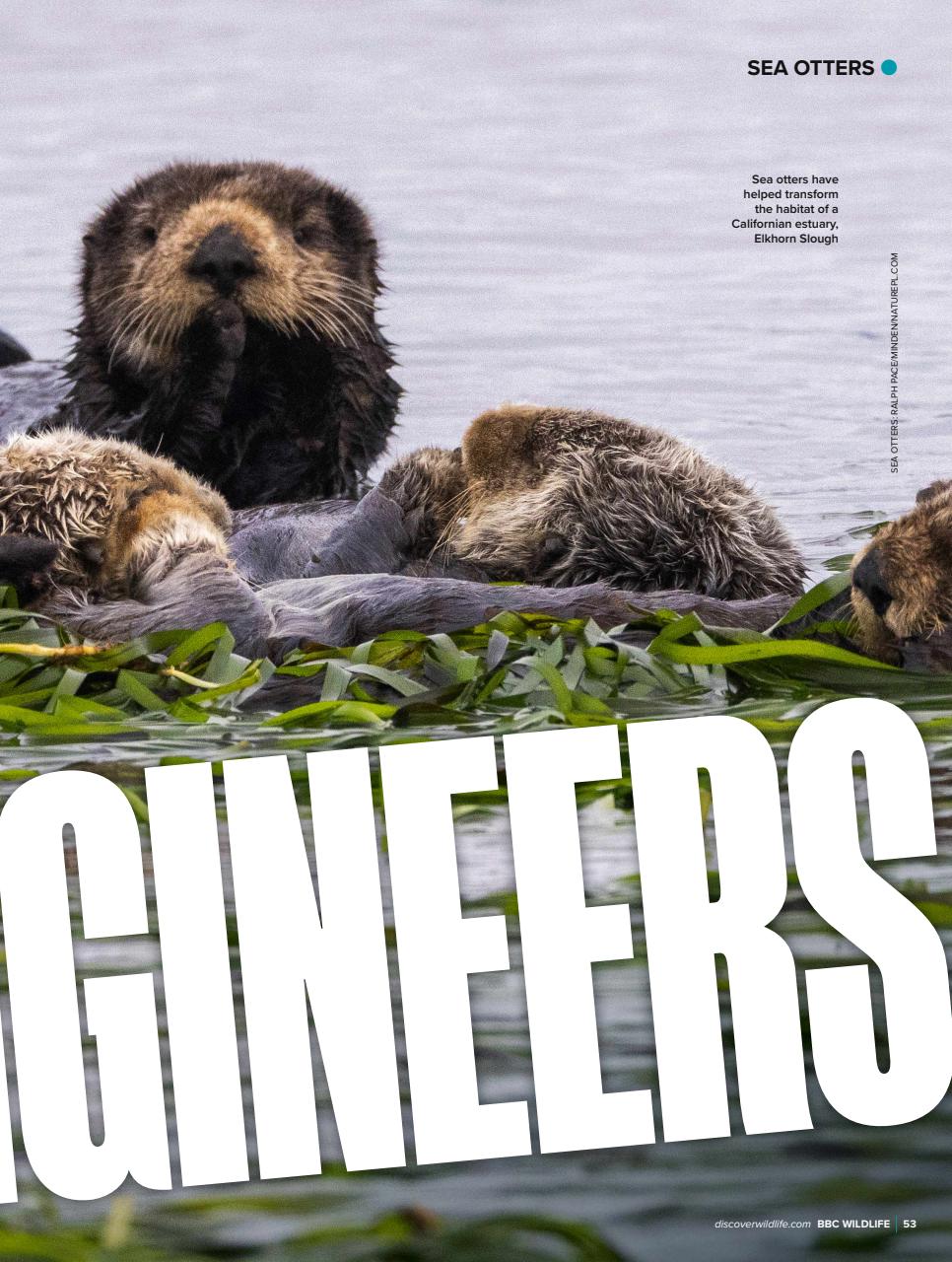 BBC Wildlife Magazine Preview Pages