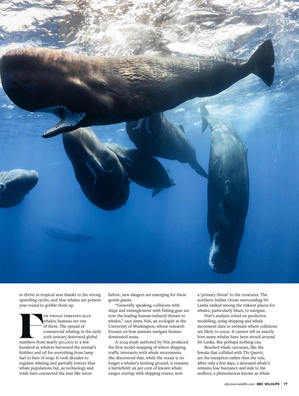 BBC Wildlife Magazine Preview Pages