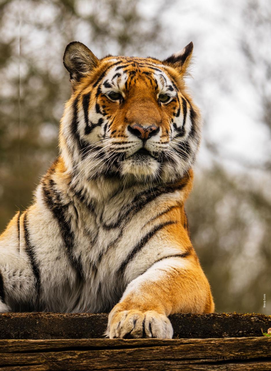 Digital Camera Magazine Preview Pages