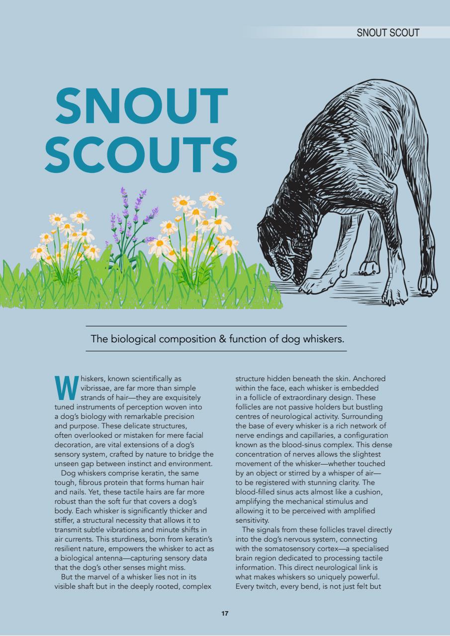 Edition Dog Preview Pages