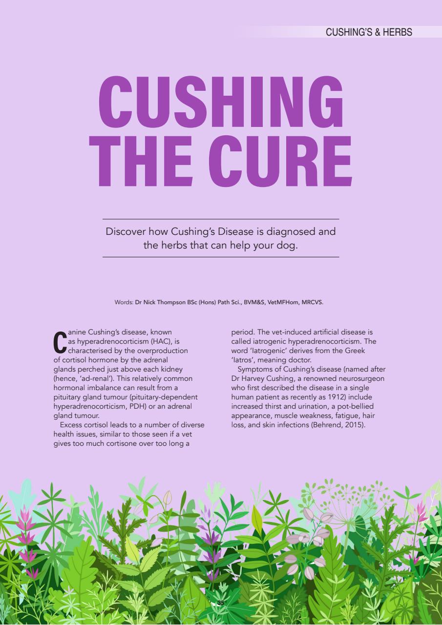 Edition Dog Preview Pages