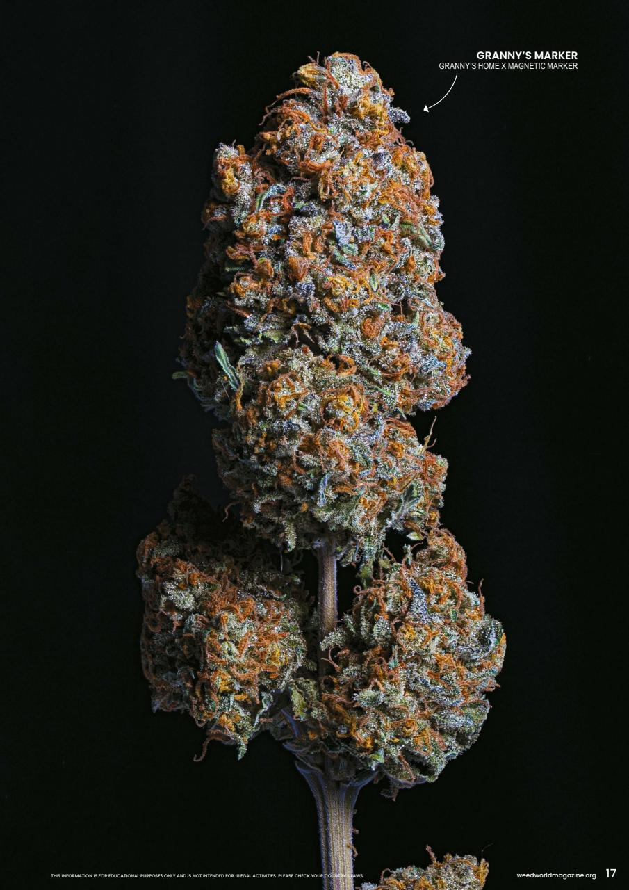 Weed World Preview Pages