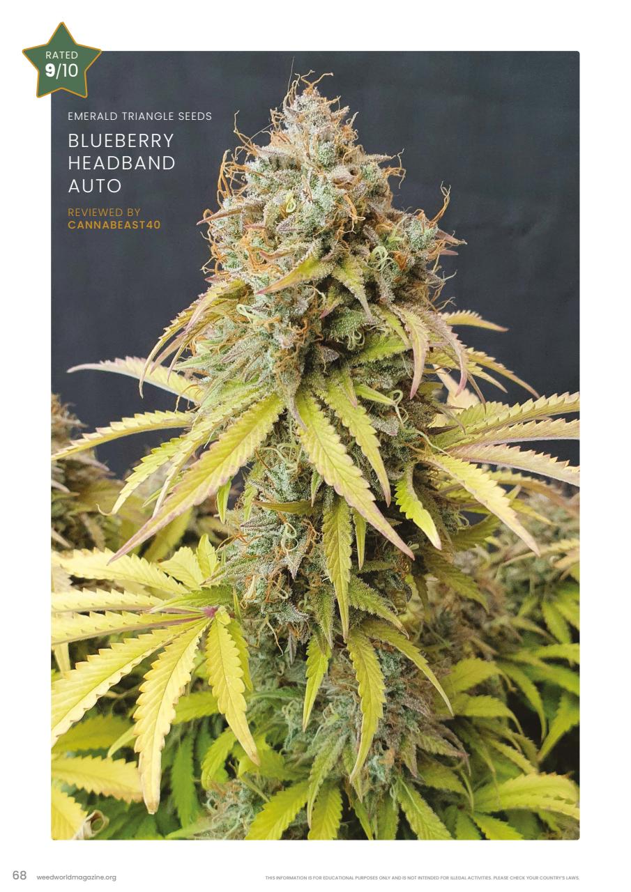 Weed World Preview Pages