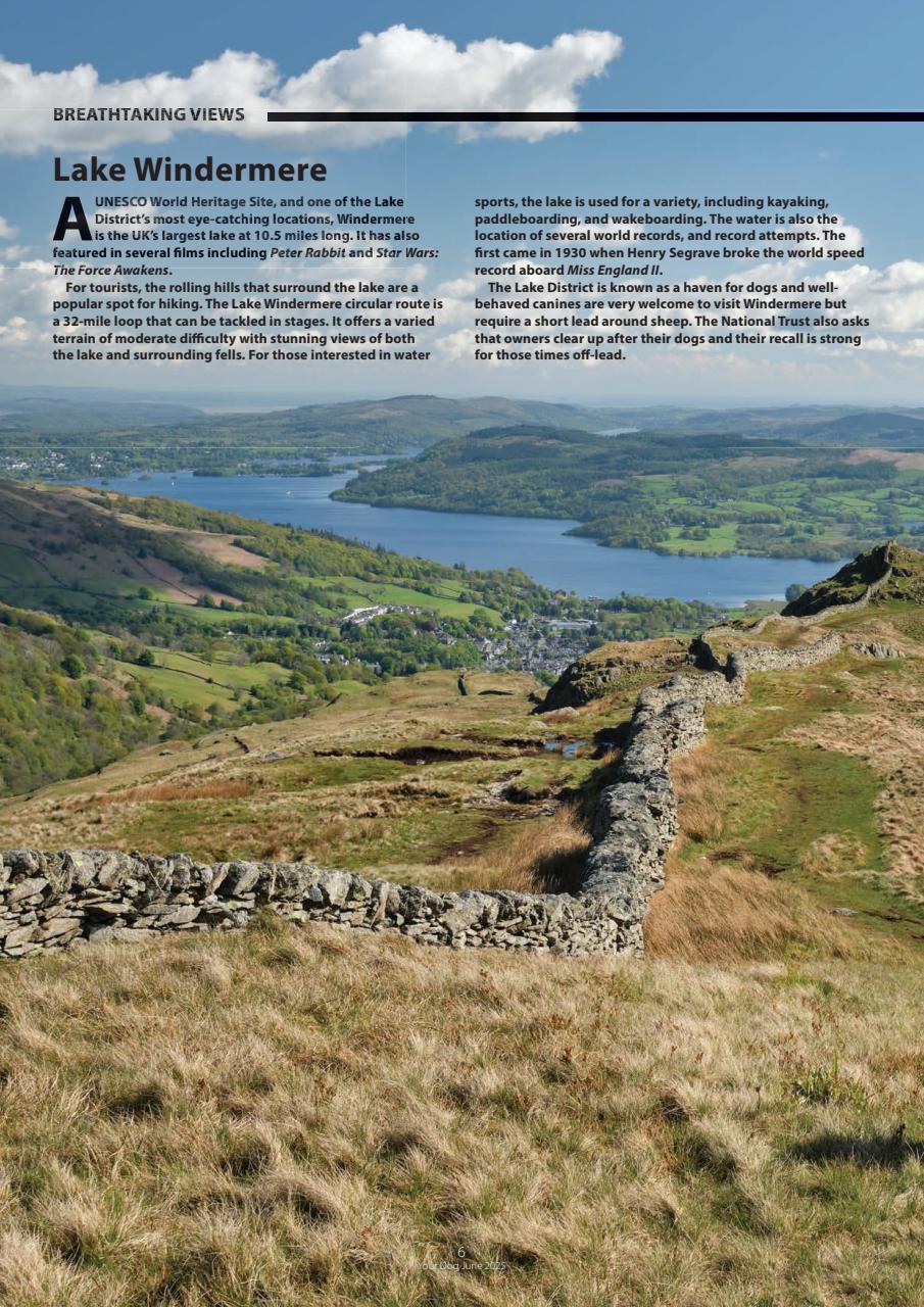 Your Dog Preview Pages