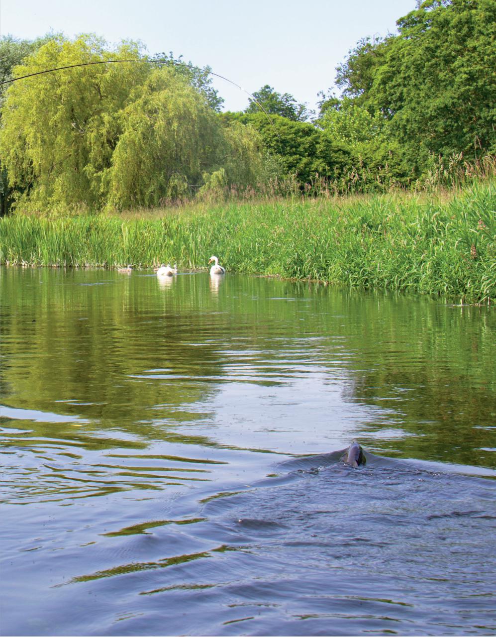 Trout & Salmon Preview Pages