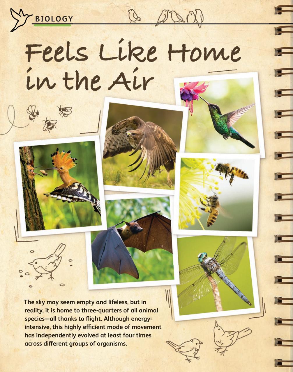 OYLA Magazine Preview Pages