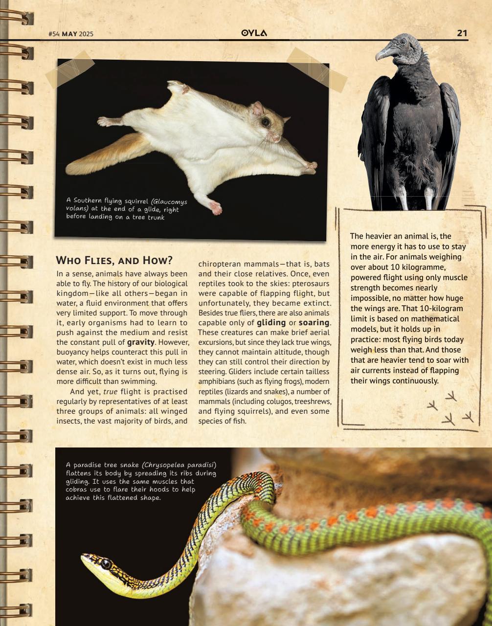 OYLA Magazine Preview Pages