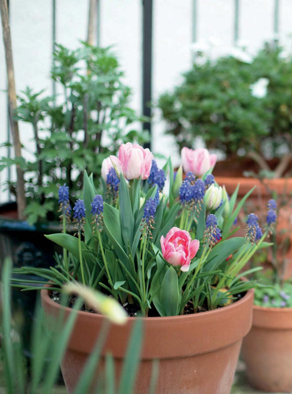 Amateur Gardening Preview Pages