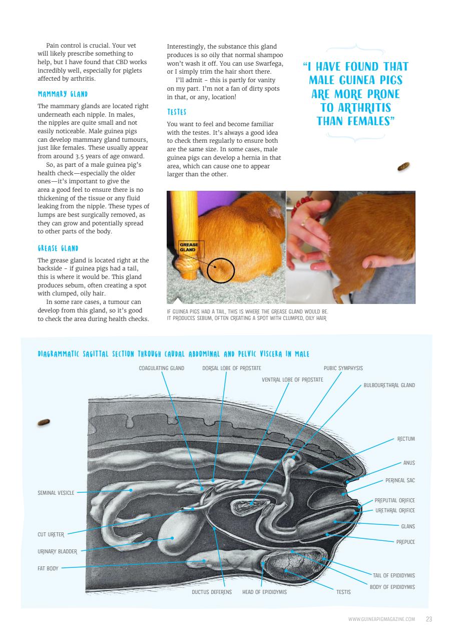 Guinea Pig Magazine Preview Pages
