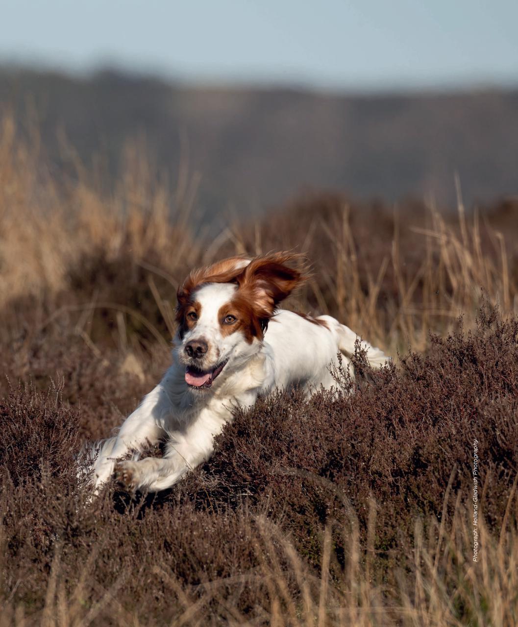 Gundog Journal Preview Pages
