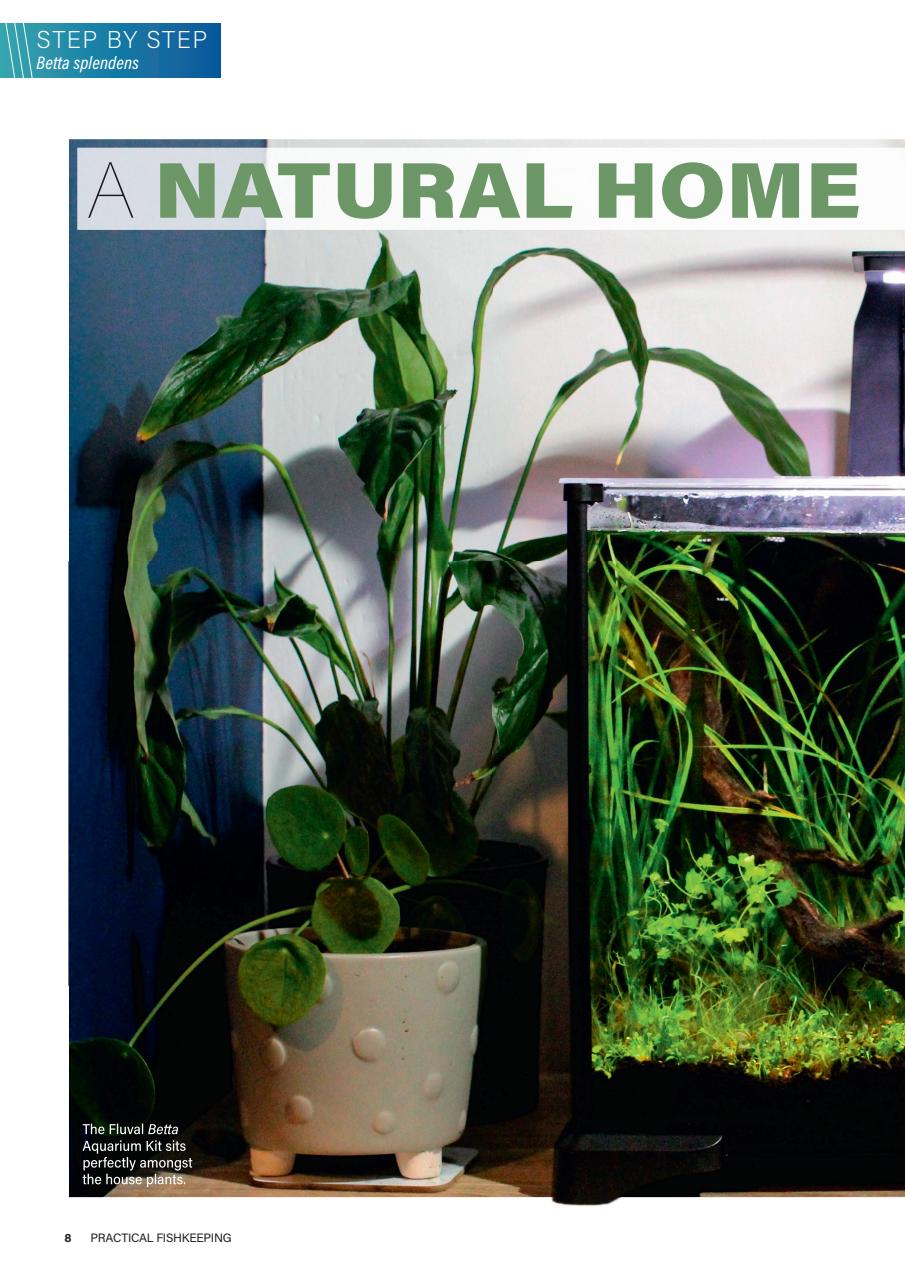 Practical Fishkeeping Preview Pages