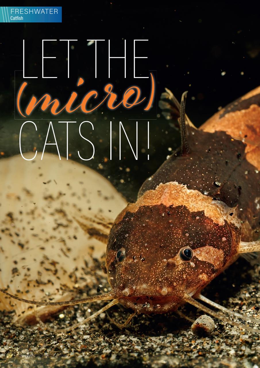 Practical Fishkeeping Preview Pages