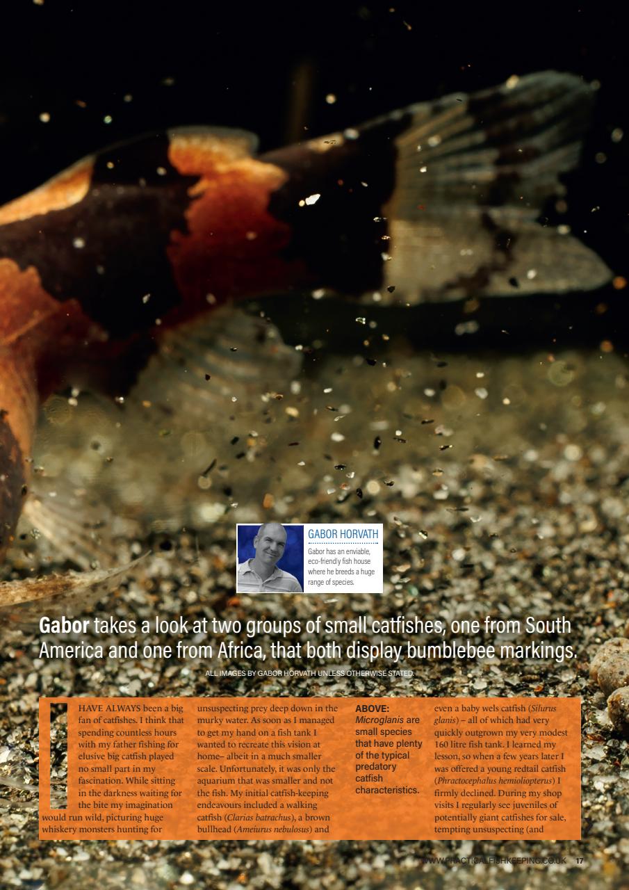 Practical Fishkeeping Preview Pages