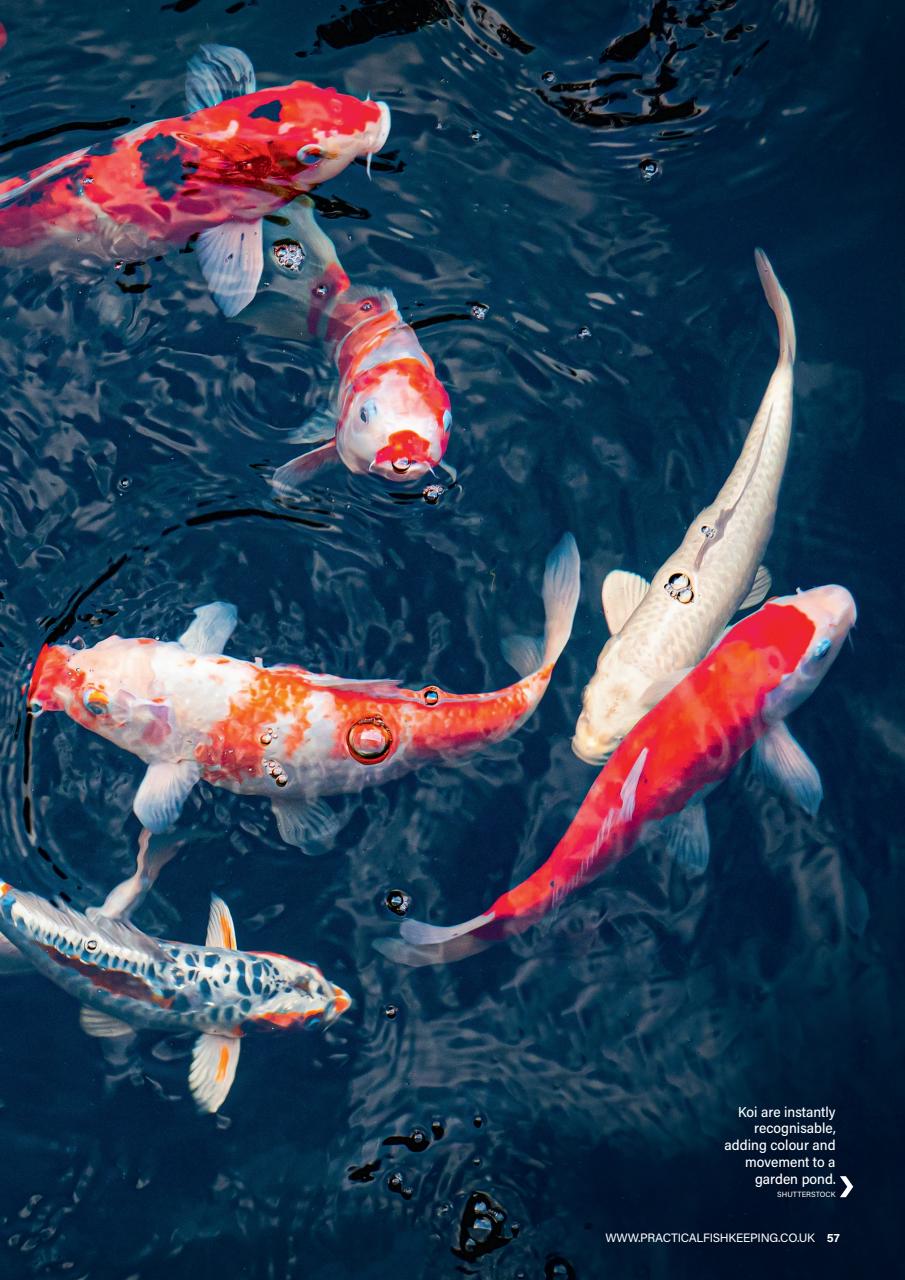 Practical Fishkeeping Preview Pages