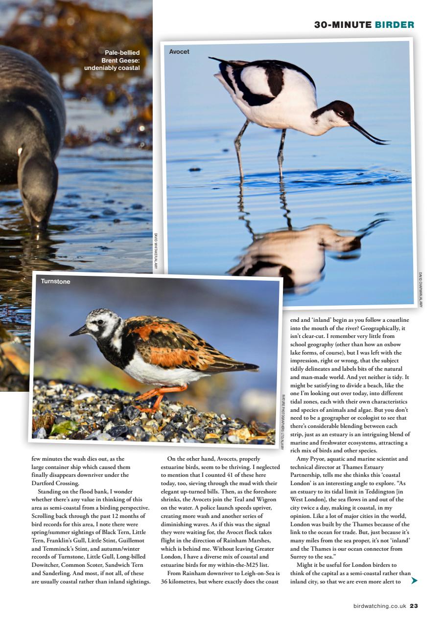 Bird Watching Preview Pages