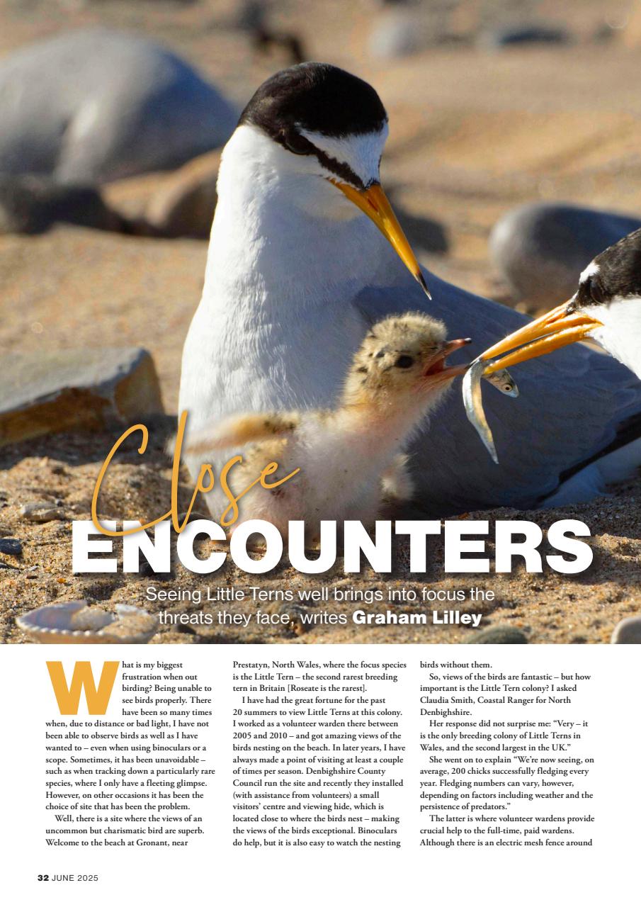 Bird Watching Preview Pages