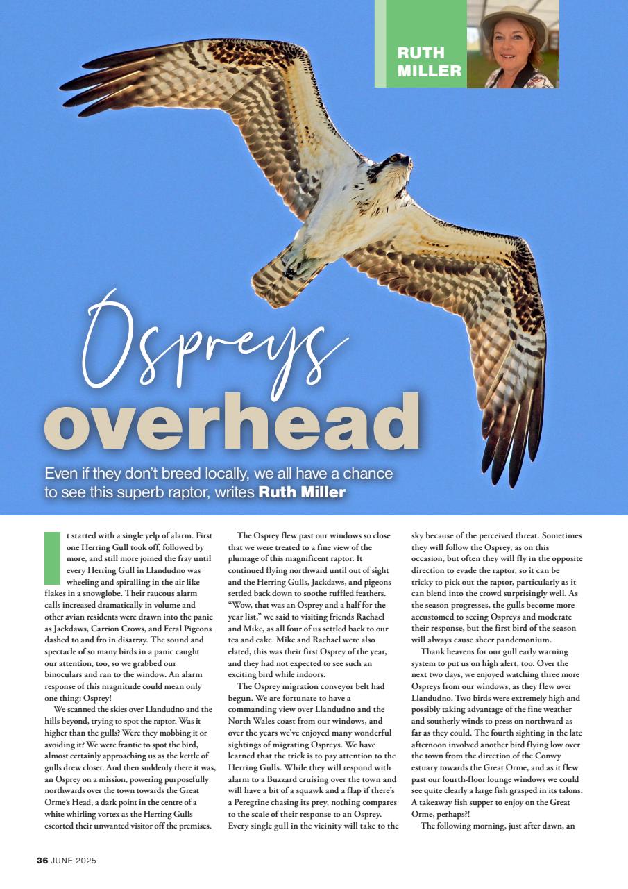 Bird Watching Preview Pages