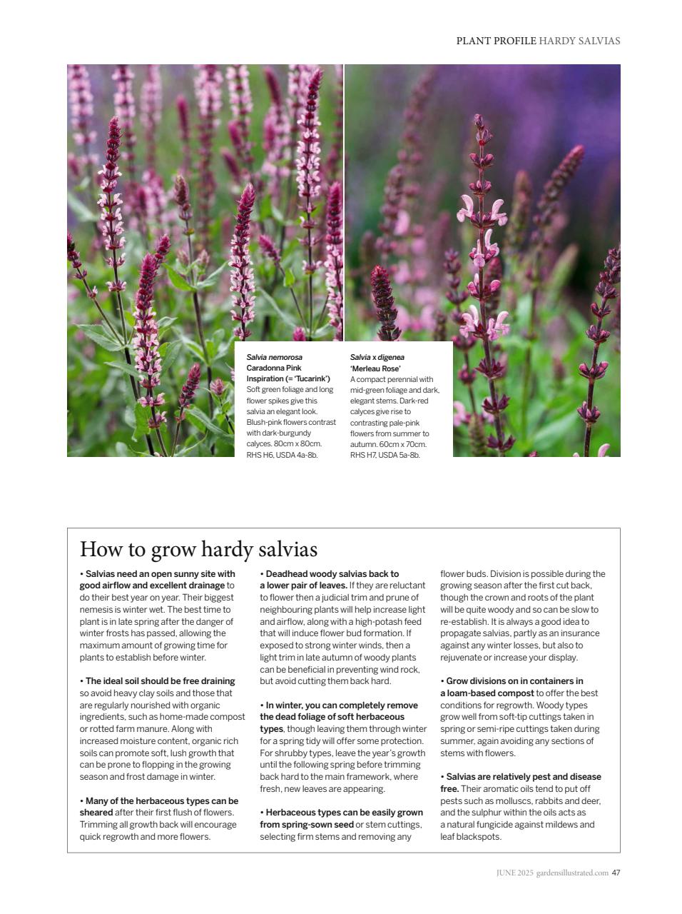 Gardens Illustrated Preview Pages