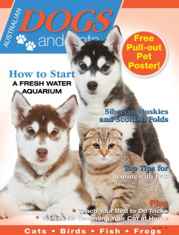 Dogs and Pets issue Dogs & Pets
