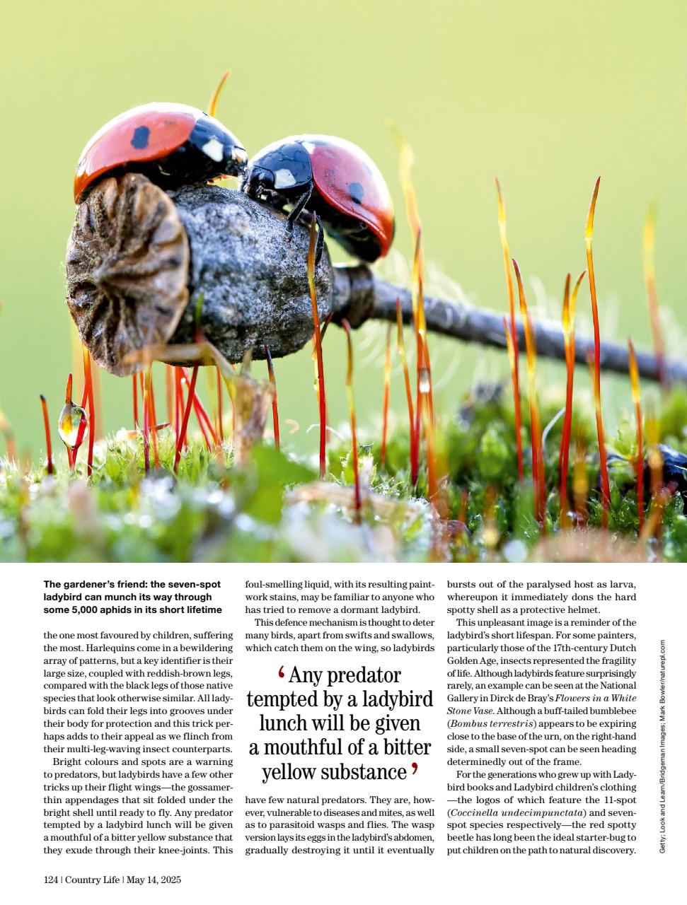 Country Life Preview Pages