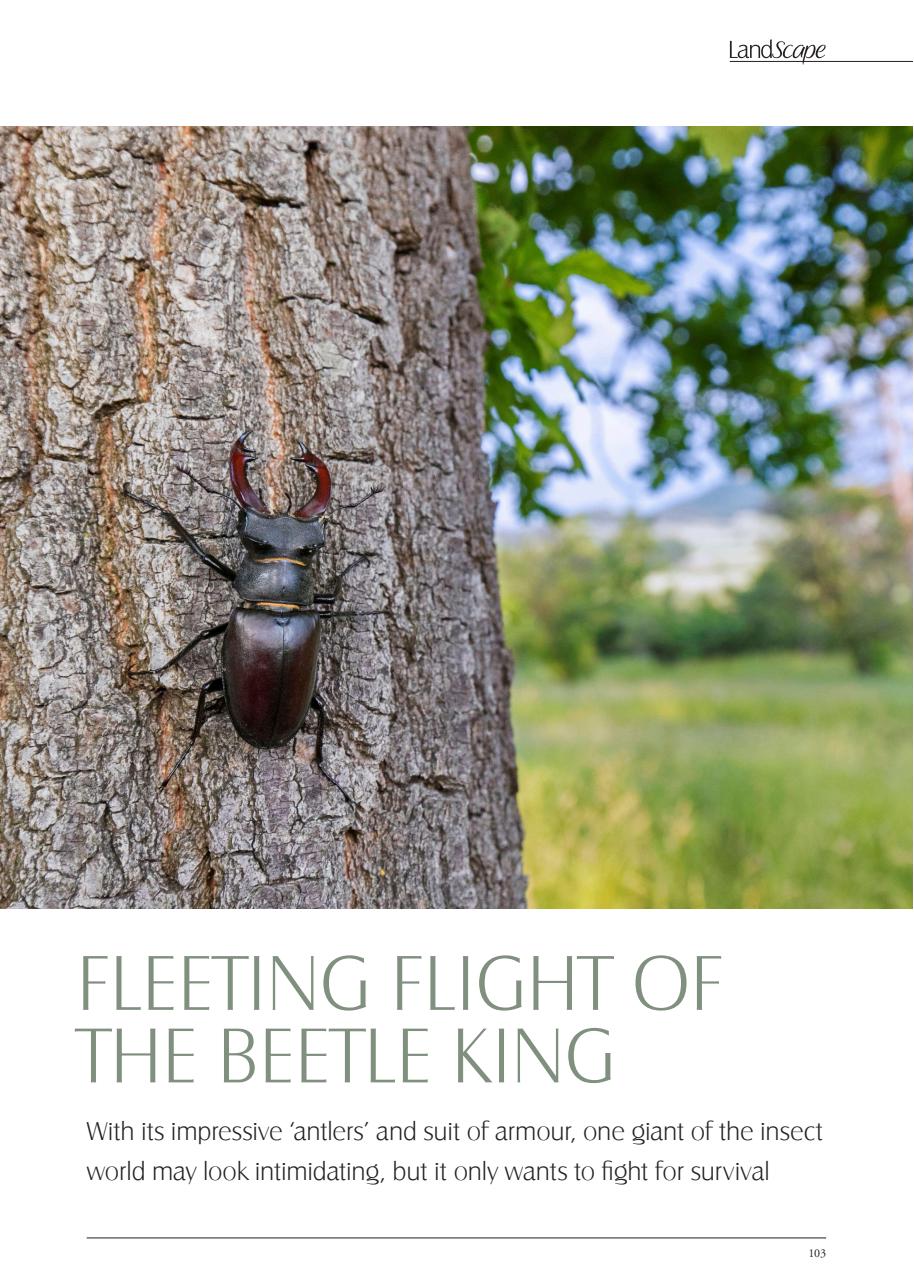 LandScape Preview Pages