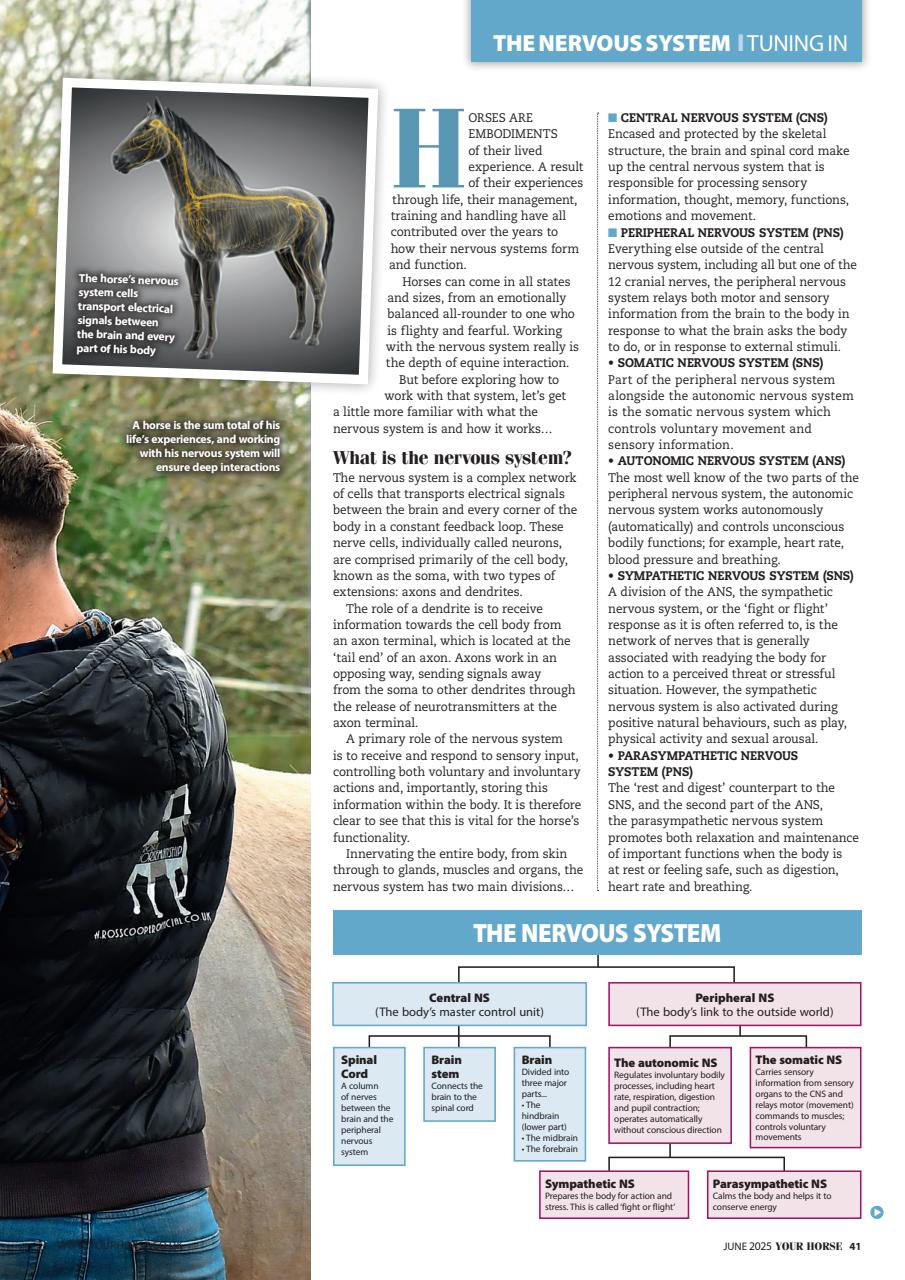 Your Horse Preview Pages