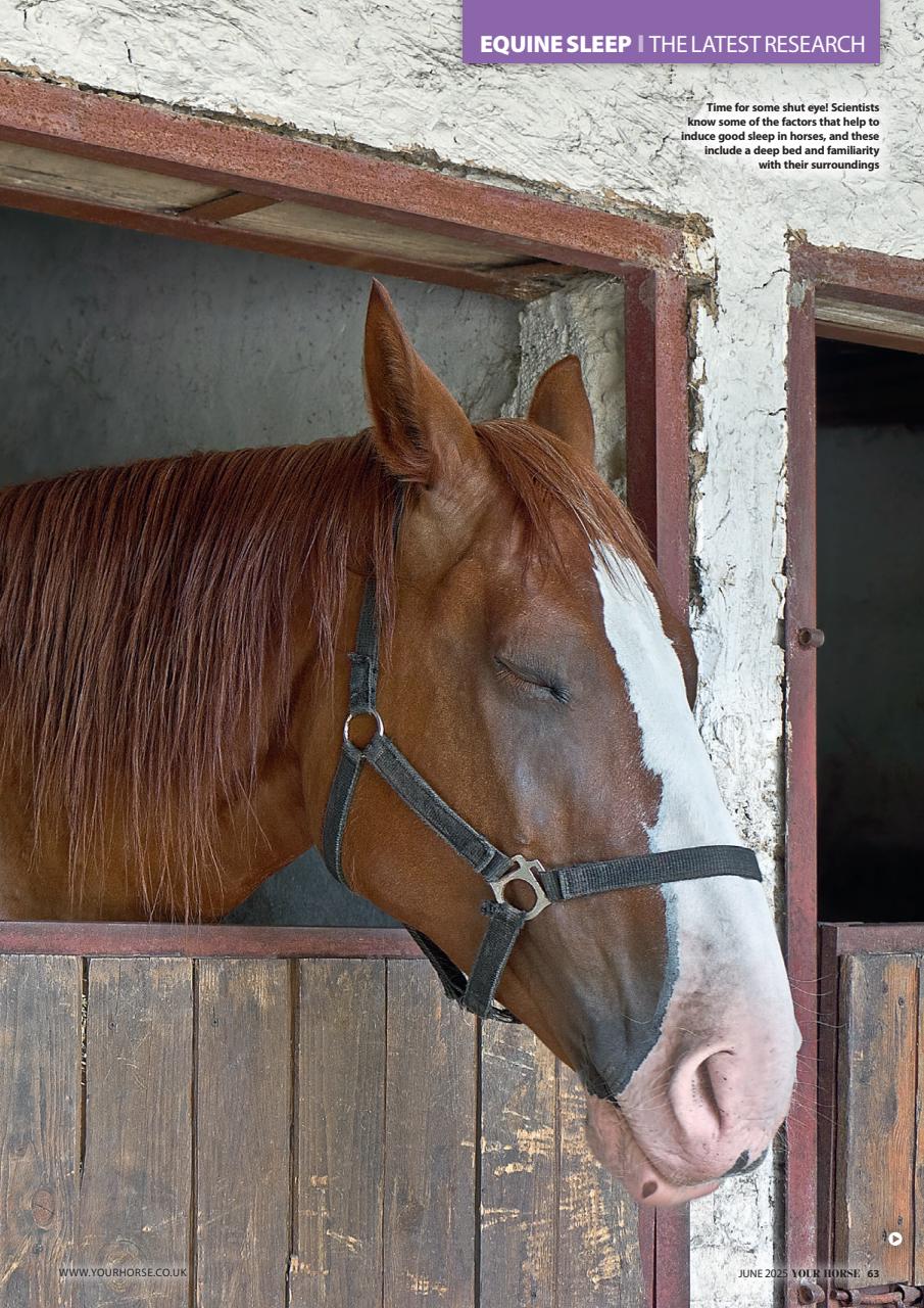 Your Horse Preview Pages