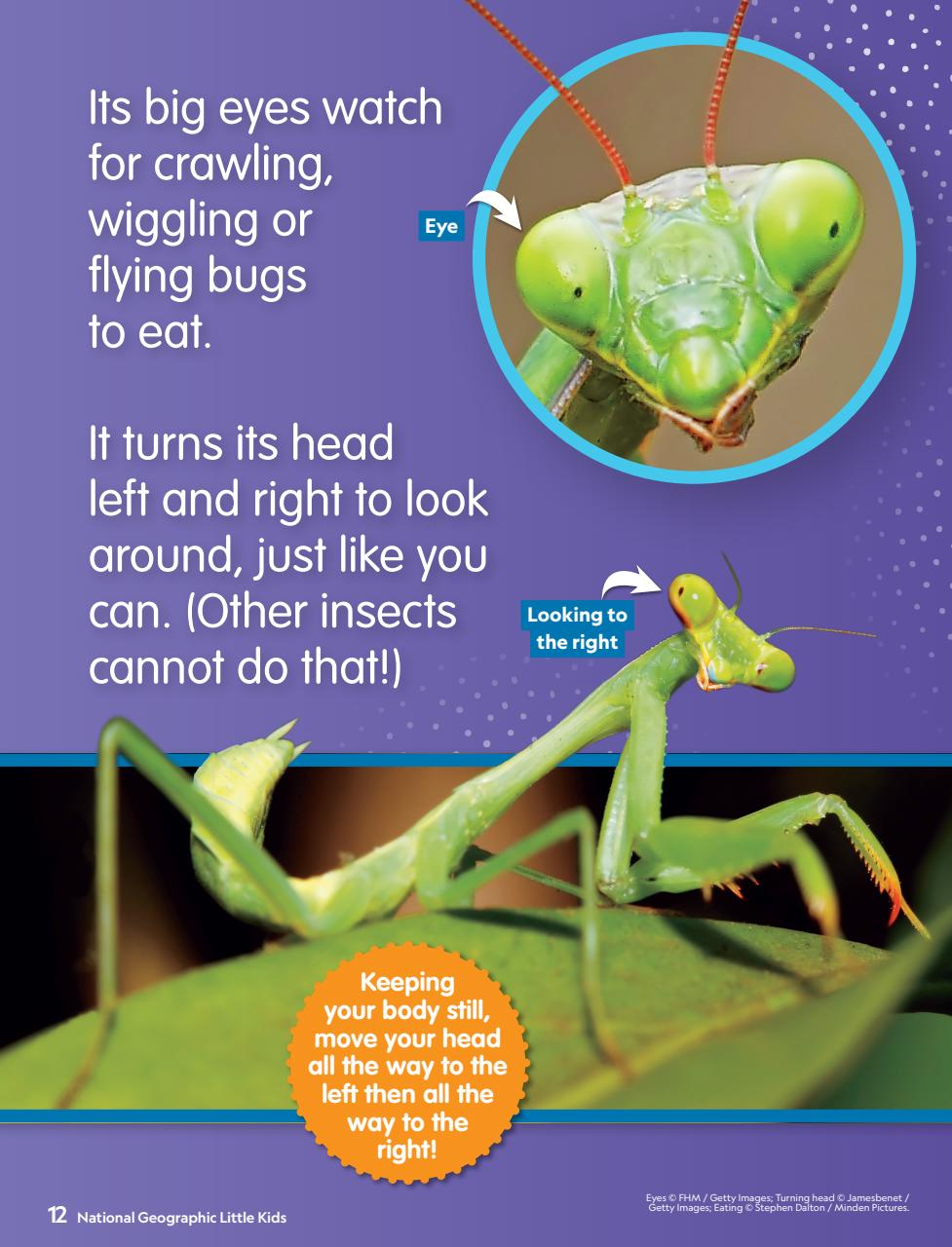 National Geographic Little Kids Preview Pages