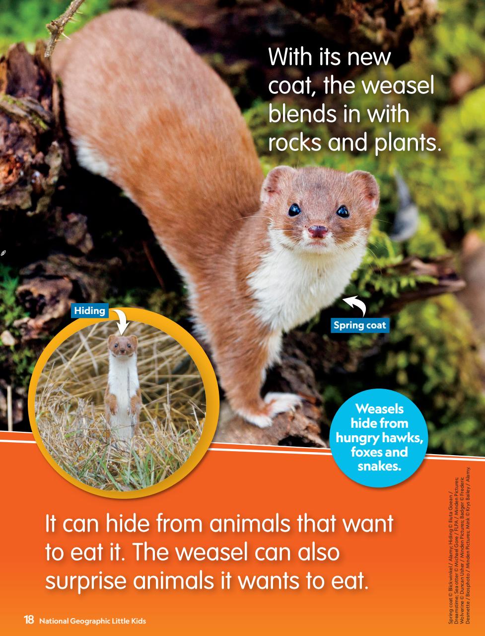 National Geographic Little Kids Preview Pages