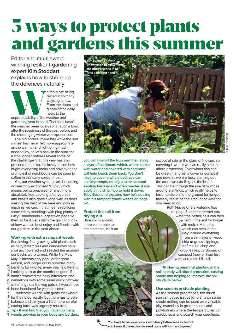 Amateur Gardening Preview Pages